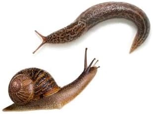 Doff Slug & Snail Phosphate Pellet Killer 800g