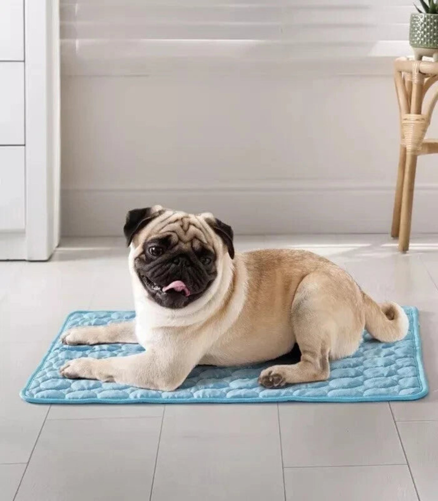 Pug lying on a blue mat in a room with a white wall and wooden furniture.