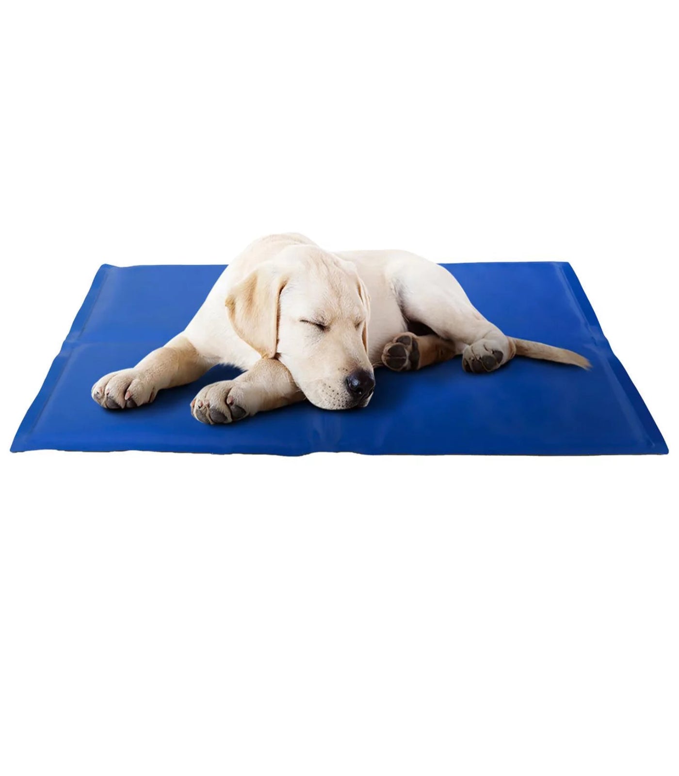Dog lying on a blue mat with a white background