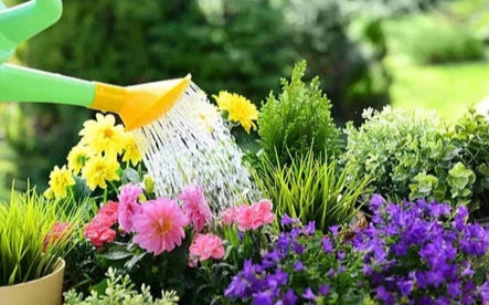 Eazifeed Multipurpose Grow Easy Plant Food 500ml (2 Pack)