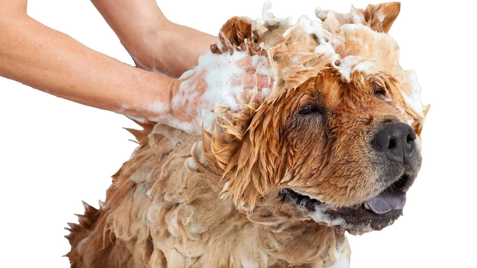 Mucky Pup Flea Repellent Dog Shampoo 475ml (2 Pack)